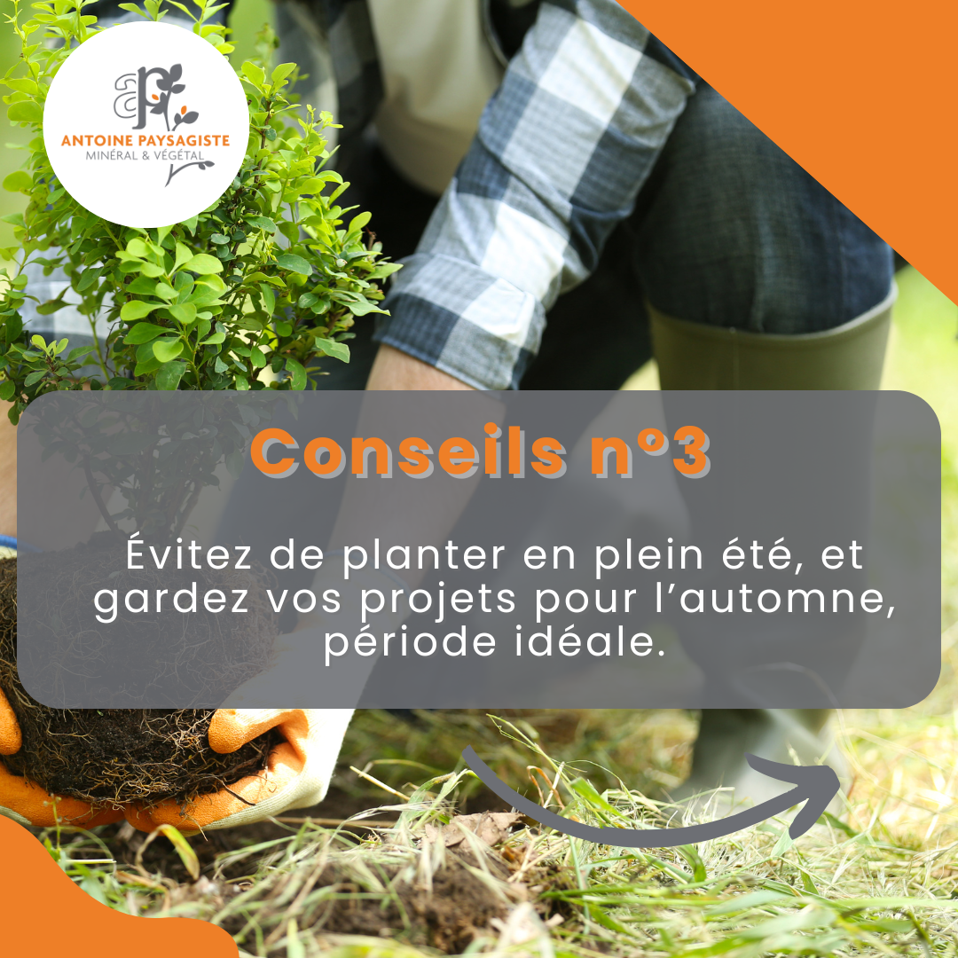 Évitez les plantations en plein été