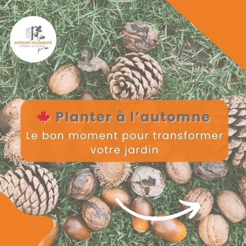 Planter à l’automne : le bon moment pour transformer votre jardin 🌿